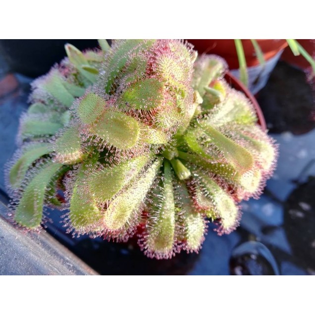 Drosera aliciae