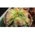 Drosera aliciae