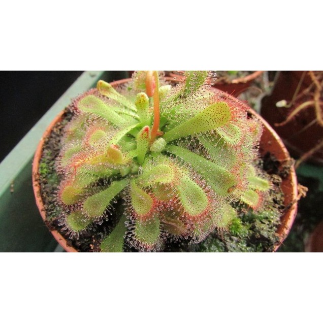 Drosera aliciae