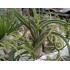 Tillandsia caput medusae