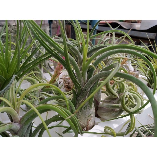 Tillandsia caput medusae