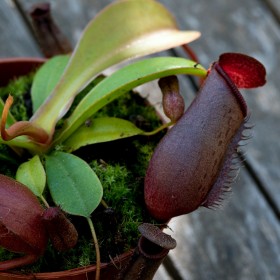 Nepenthes lowii x ventricosa