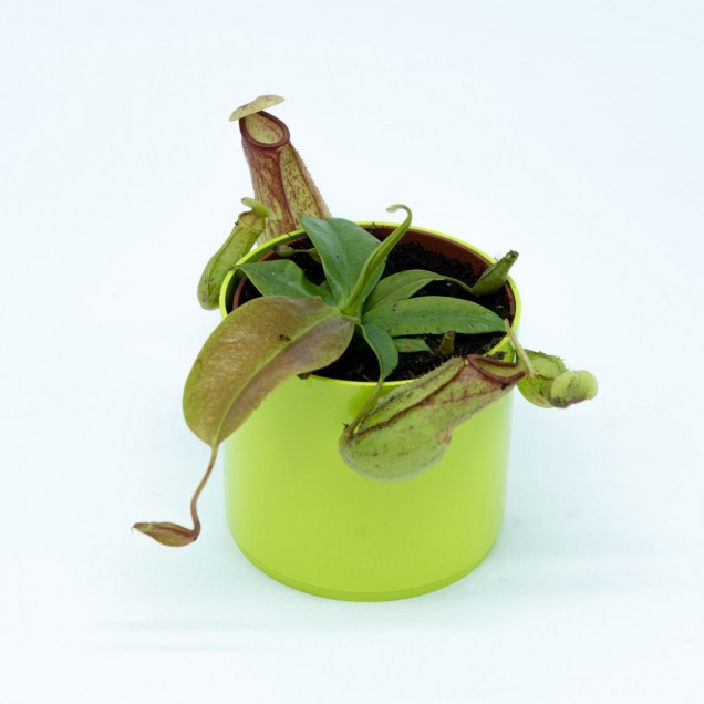 Nepenthes "Gaya"