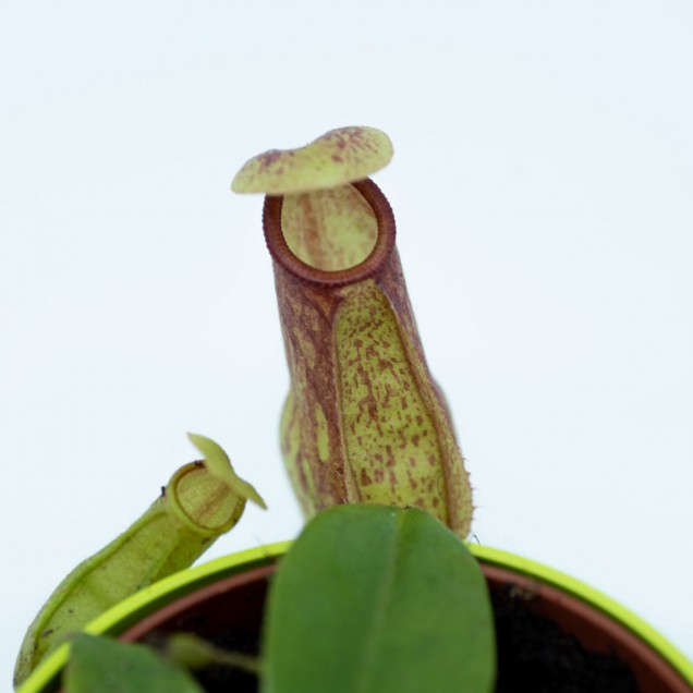 Nepenthes "Gaya"