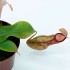 Nepenthes "Gaya"