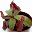 Nepenthes x "Bloody Mary"