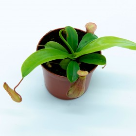 Nepenthes x ventrata