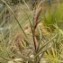 Tillandsia baileyi