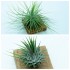 Pack Tillandsia