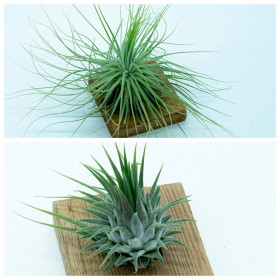 Pack Tillandsia