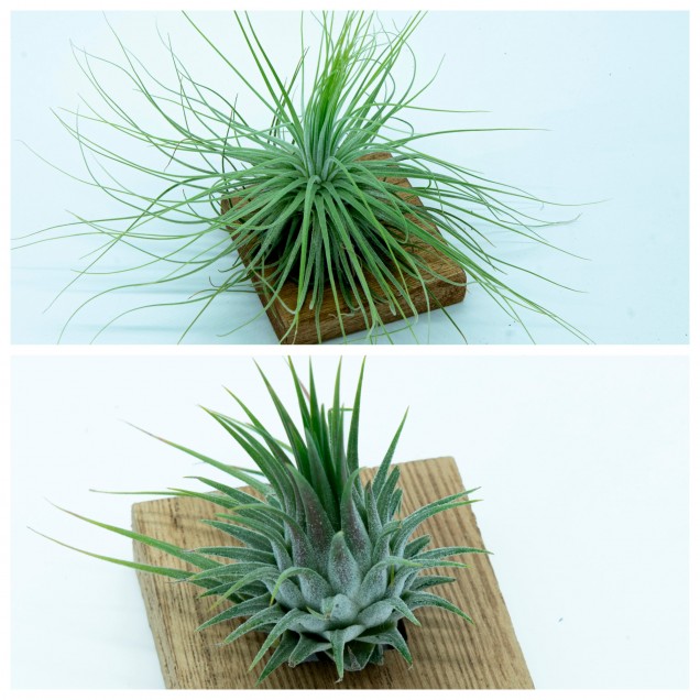 Pack Tillandsia