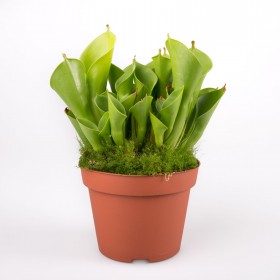Heliamphora x [heterodoxa x minor]