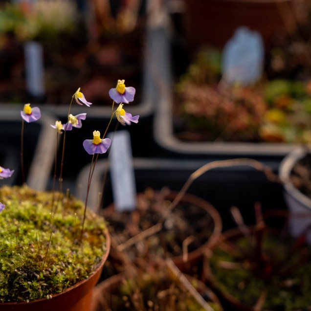 Utricularia bisquamata