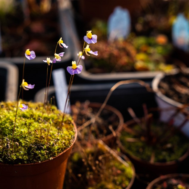 Utricularia bisquamata