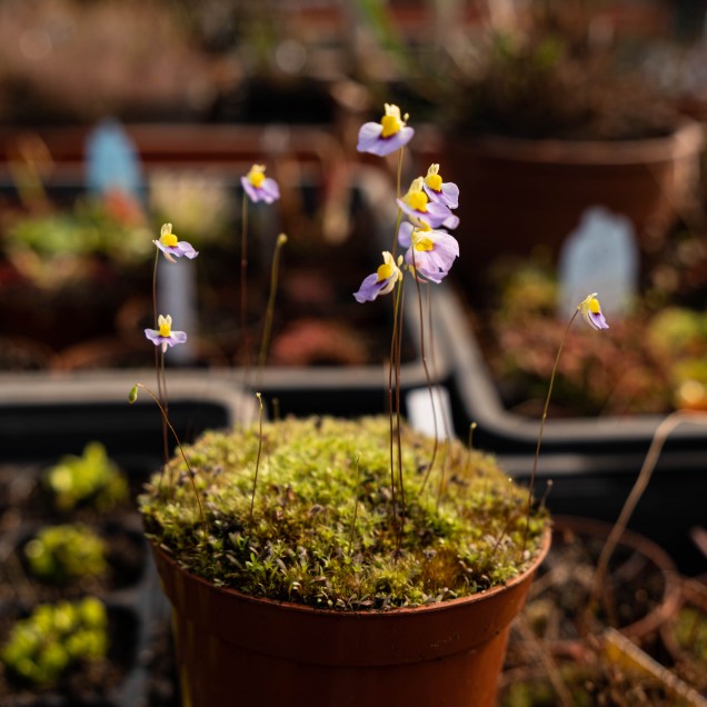 Utricularia bisquamata