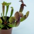 Sarracenia 'Tess'