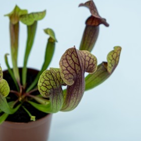 Sarracenia 'Tess'