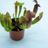 Sarracenia 'Tess'