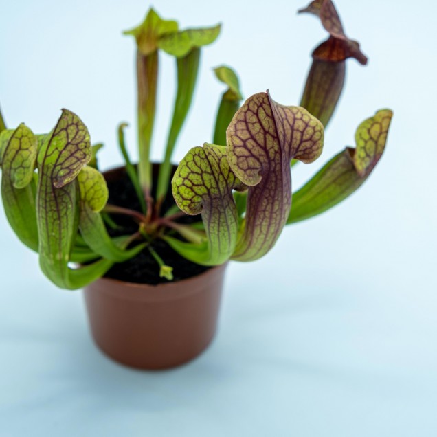 Sarracenia 'Tess'