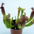 Sarracenia 'Tess'