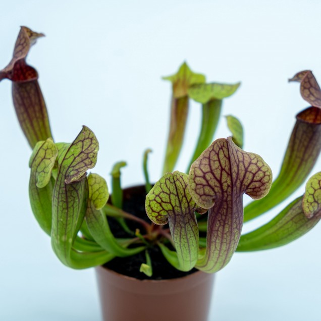 Sarracenia 'Tess'