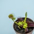Jardinera con 2 Dionaeas