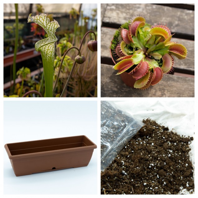 Jardinera con Dionaea y Sarracenia