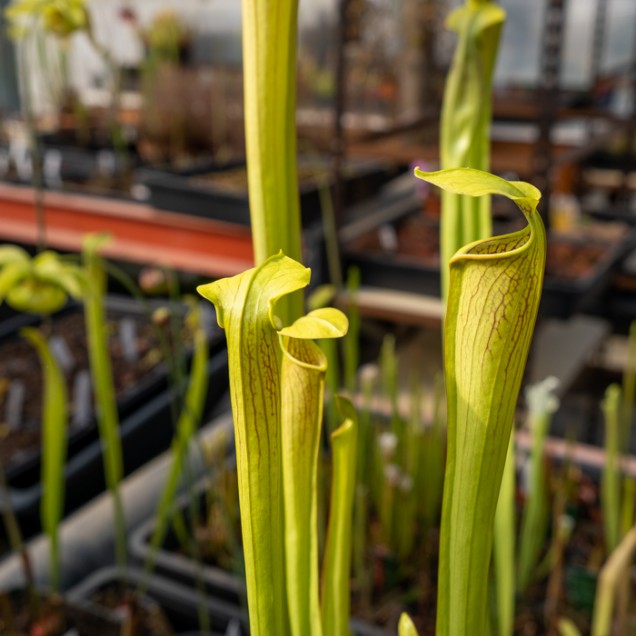 Jardinera con Dionaea y Sarracenia