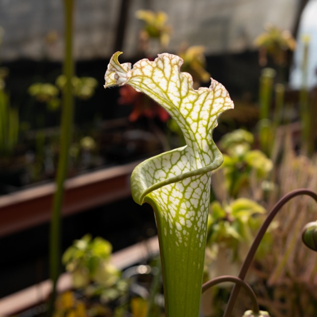 Jardinera con Dionaea y Sarracenia