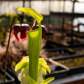 Sarracenia alata