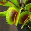 Dionaea "Dentata"