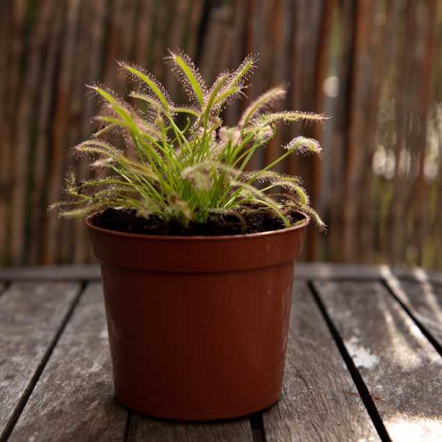 Drosera capensis