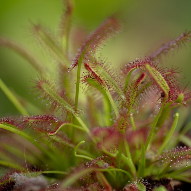 Drosera capensis