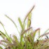 Drosera capensis