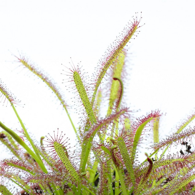 Drosera capensis