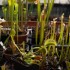 Dionaea "Large Erect Pink Trap"