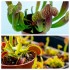 Pack Dionaea y Sarracenia