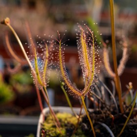 Drosera binata