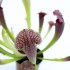 Sarracenia "Fiona"