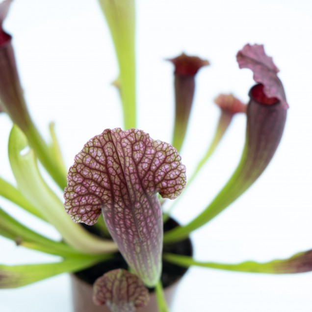 Sarracenia "Fiona"