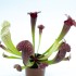 Sarracenia "Fiona"