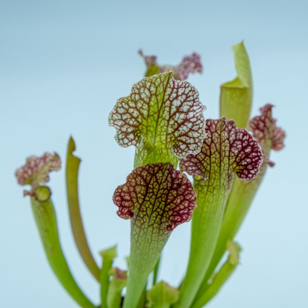 Sarracenia "Velvet"