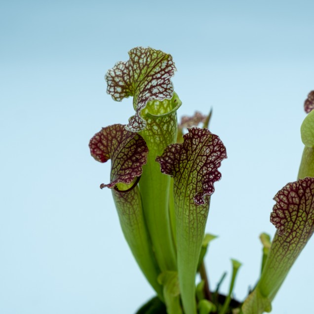 Sarracenia "Velvet"