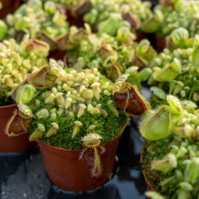 Cephalotus follicularis