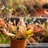 Sarracenia 'Scarlet Belle'