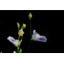 Utricularia livida