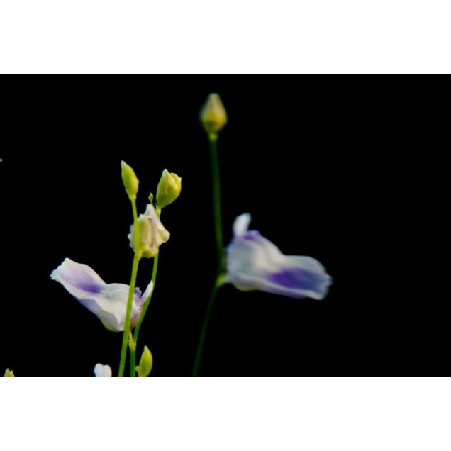 Utricularia livida