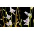 Utricularia livida