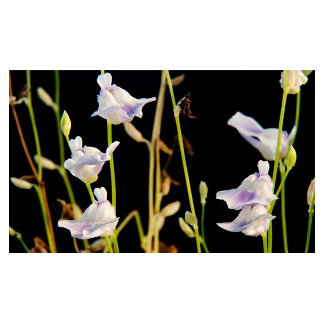 Utricularia livida