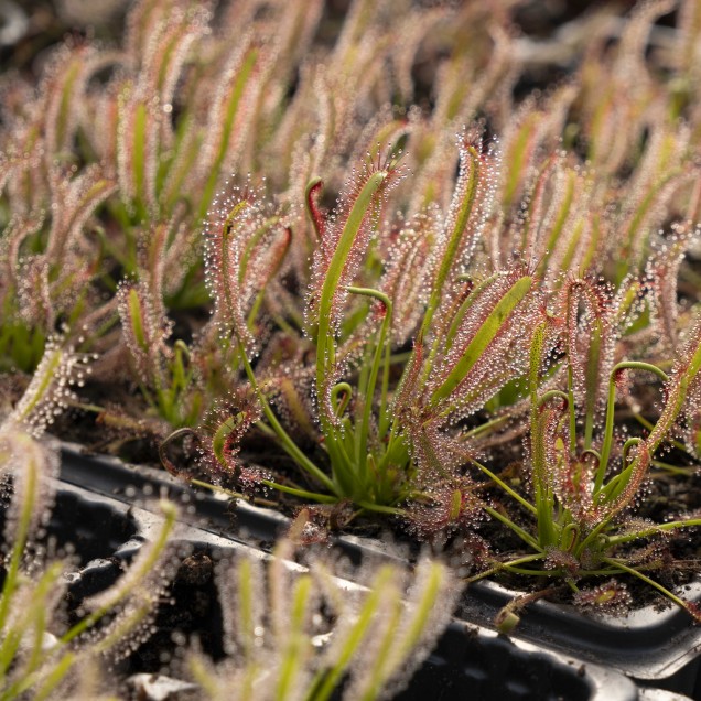 Drosera capensis